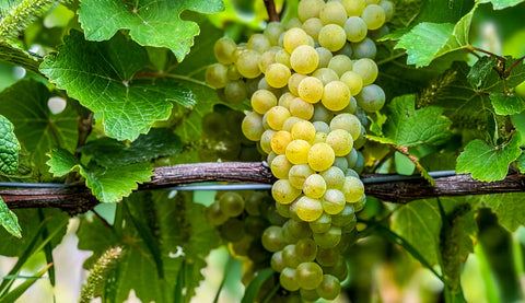 VINS BLANCS