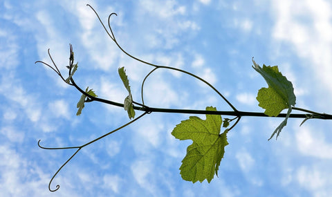 DOMAINE COMBIER